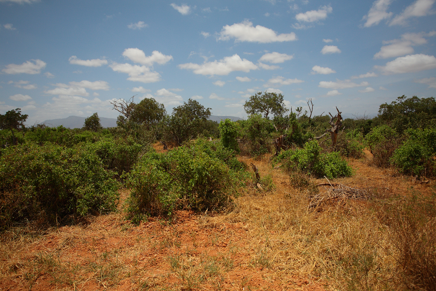 Kenya Amboseli Tsavo Dikdik Kirkův Madoqua kirkii