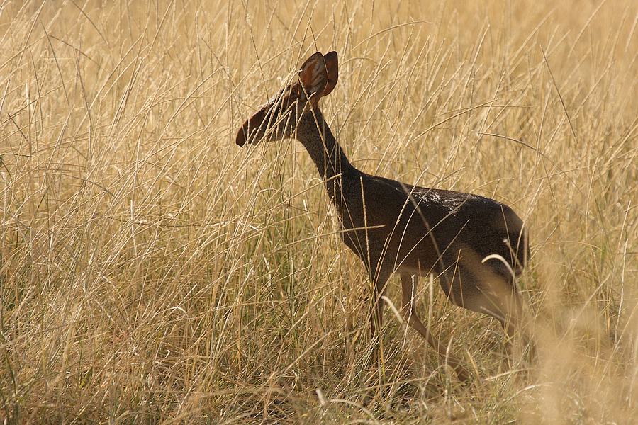 Dikdik Kirkův (Madoqua kirkii) Kenya