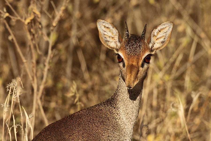 Dikdik Kirkův (Madoqua kirkii) Kenya