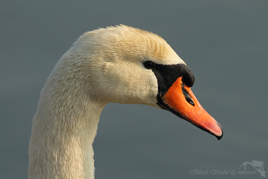 Labuť velk&aacute; (Cygnus olor)