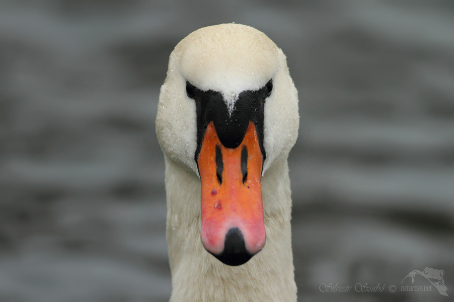 Labuť velk&aacute; (Cygnus olor)