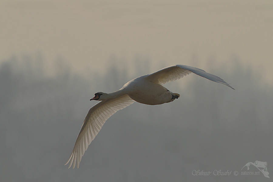 Labuť velk&aacute; (Cygnus olor)