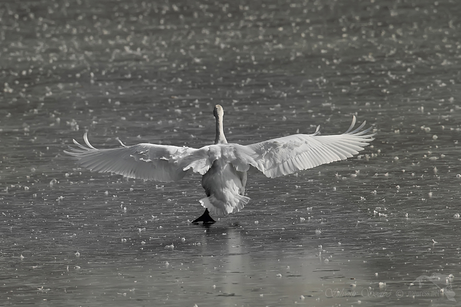 Labuť velk&aacute; (Cygnus olor)