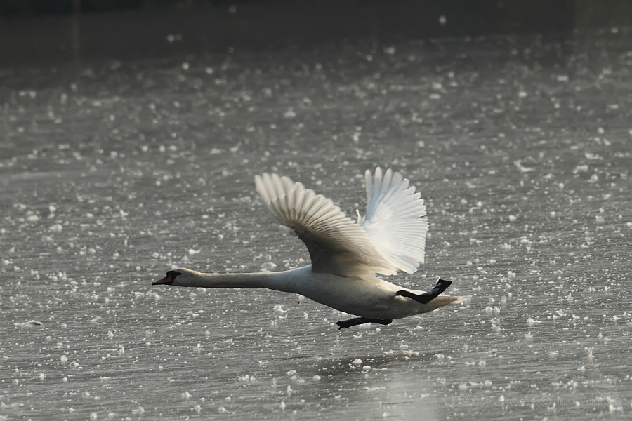 Labuť velk&aacute; (Cygnus olor)