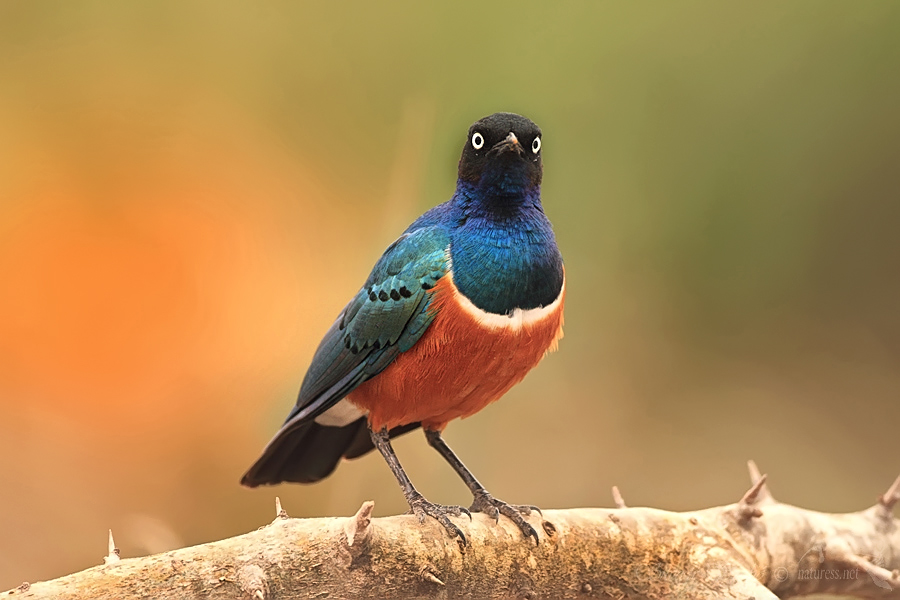 Lake Bogoria