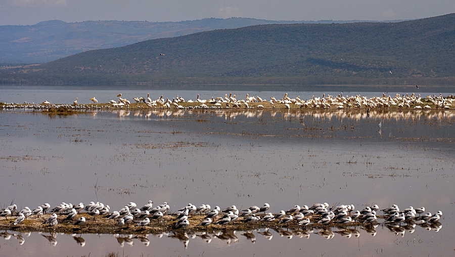 Lake Nakuru National Park