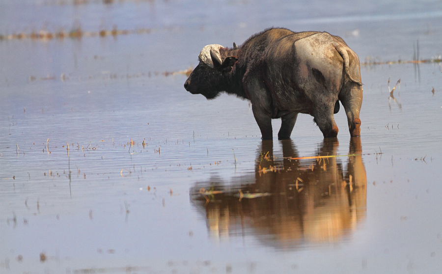 Lake Nakuru