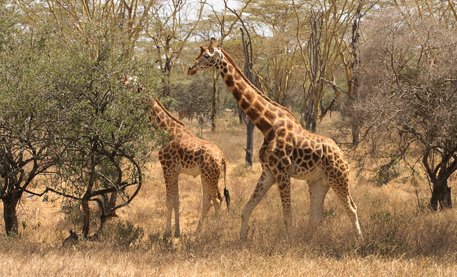 Lake Nakuru