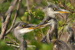 Hnízdění Volavky popelavé (Ardea cinerea)