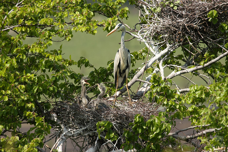 Volavka popelavá (Ardea cinerea)