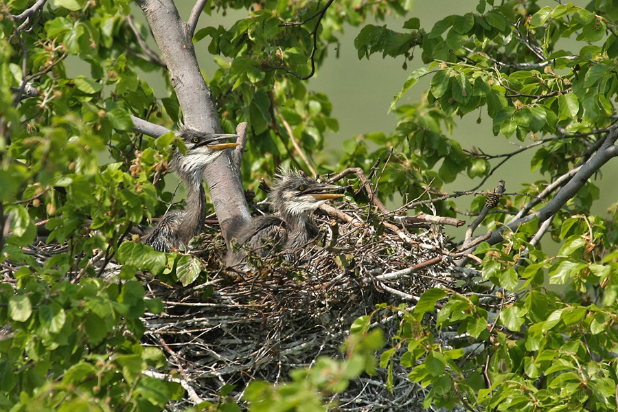 Volavka popelavá (Ardea cinerea)
