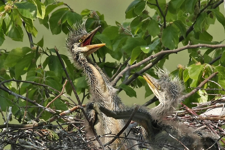 Volavka popelavá (Ardea cinerea)
