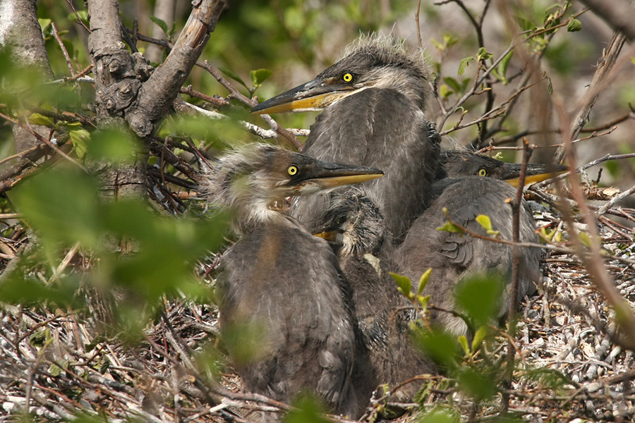 Volavka popelavá (Ardea cinerea)