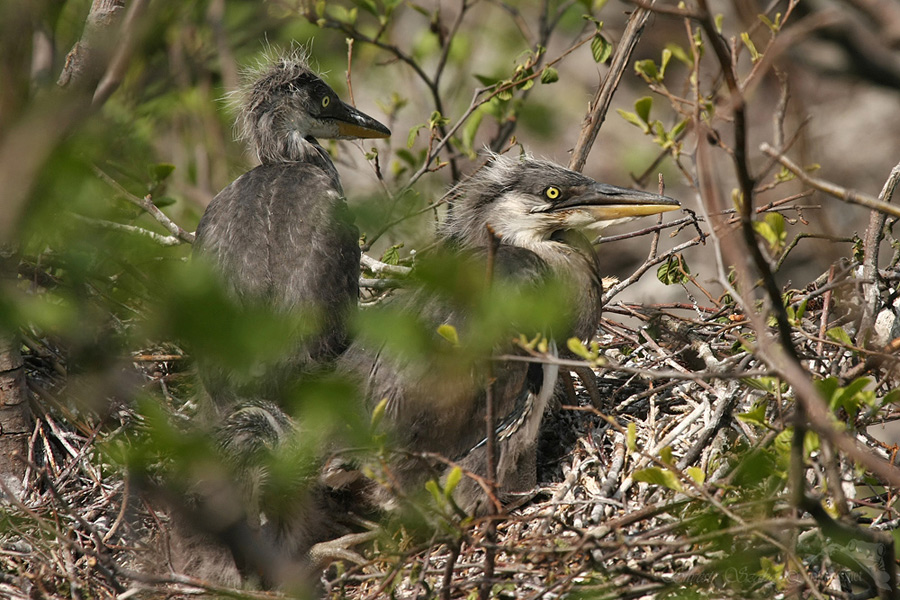 Volavka popelavá (Ardea cinerea)