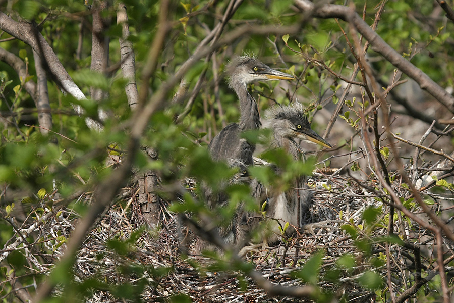 Volavka popelavá (Ardea cinerea)