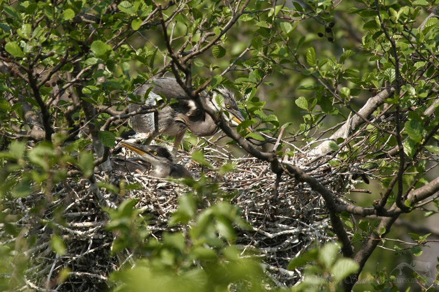 Volavka popelavá (Ardea cinerea)