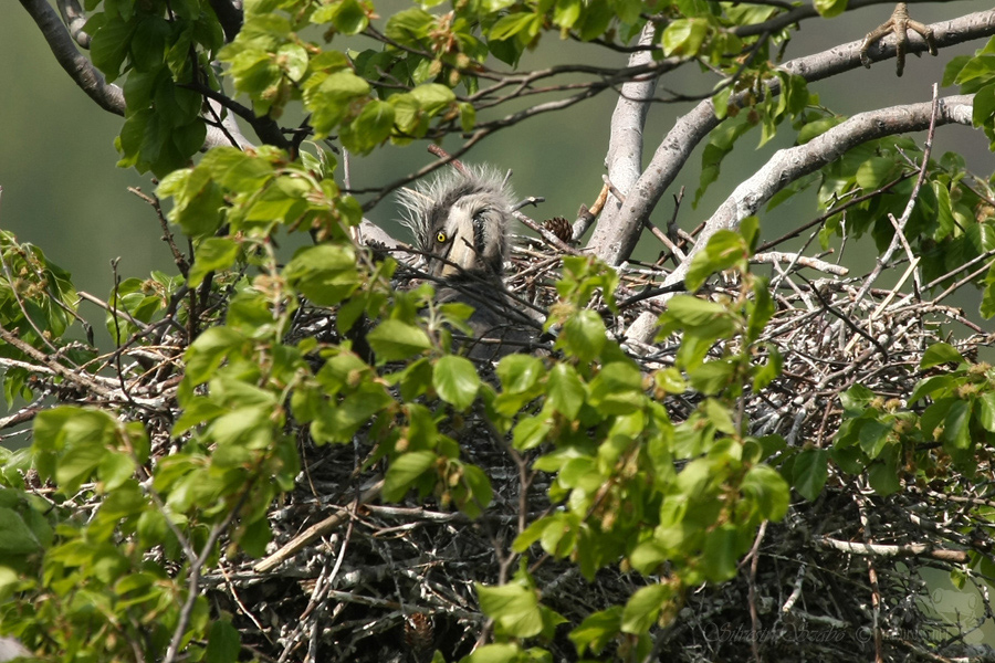 Volavka popelavá (Ardea cinerea)