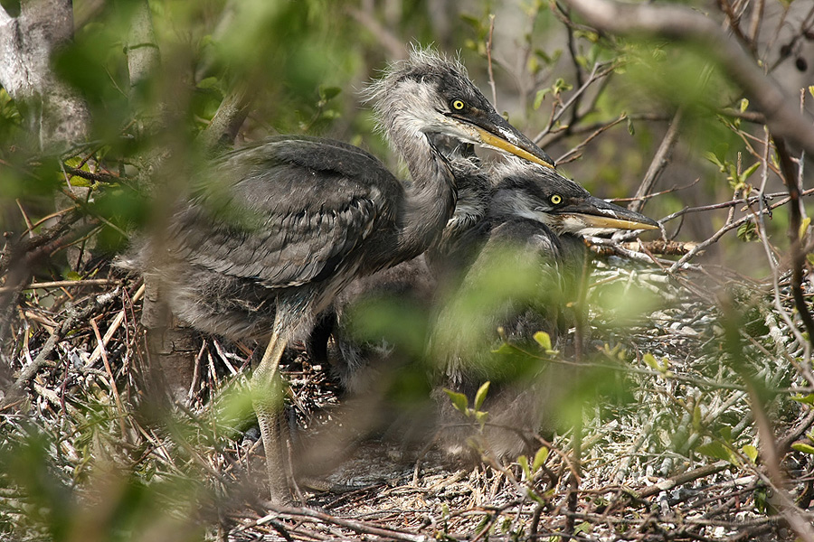 Volavka popelavá (Ardea cinerea)