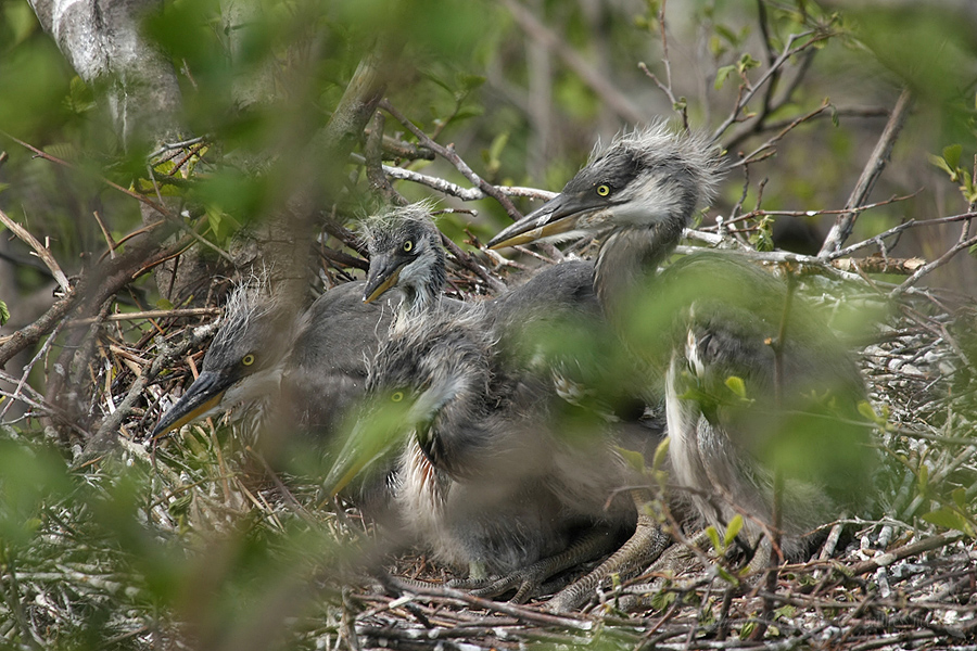 Volavka popelavá (Ardea cinerea)