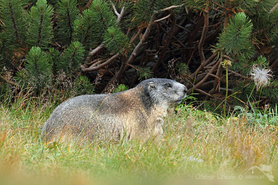 Svi&scaron;ť horsk&yacute; tatransk&yacute; (Marmota marmota latirostris)