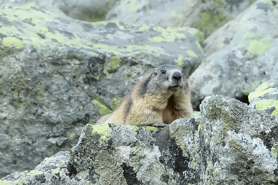 Svi&scaron;ť horsk&yacute; tatransk&yacute; (Marmota marmota latirostris)