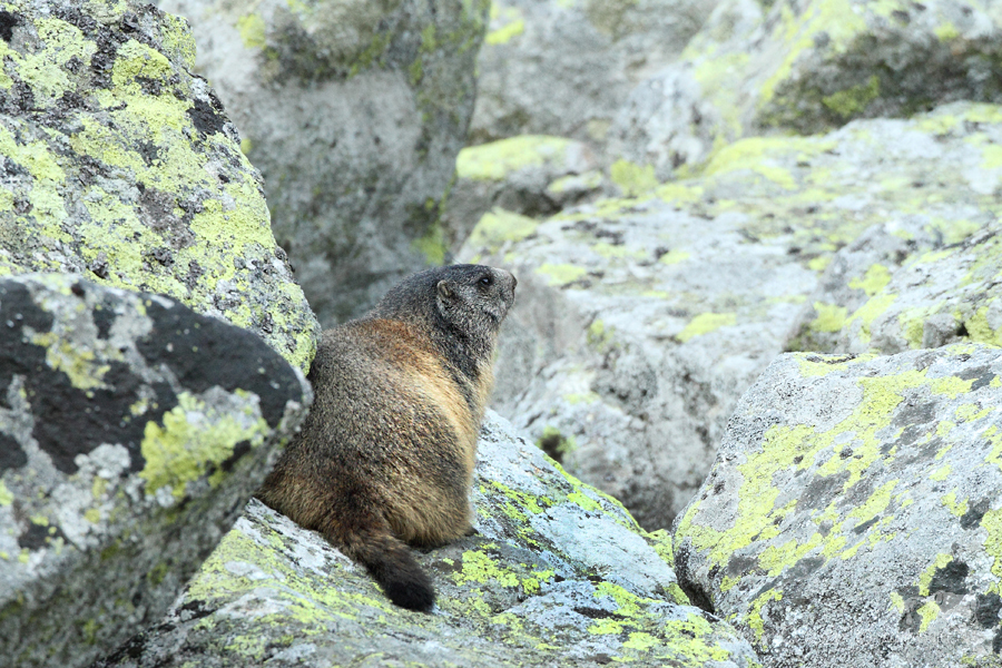 Svi&scaron;ť horsk&yacute; tatransk&yacute; (Marmota marmota latirostris)