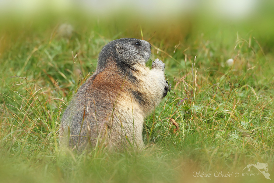 Svi&scaron;ť horsk&yacute; tatransk&yacute; (Marmota marmota latirostris)