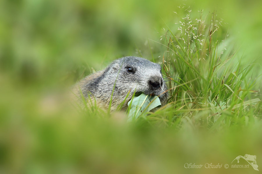 Svi&scaron;ť horsk&yacute; tatransk&yacute; (Marmota marmota latirostris)
