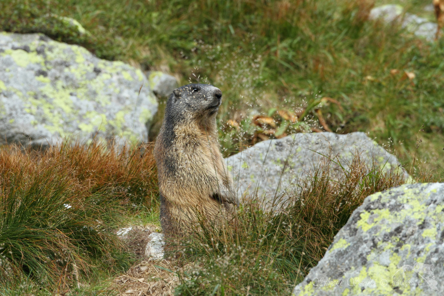 Svi&scaron;ť horsk&yacute; tatransk&yacute; (Marmota marmota latirostris)