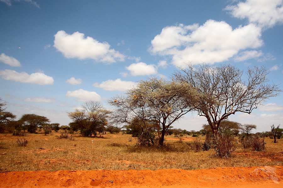 N&aacute;rodn&iacute; park Tsavo v&yacute;chod -Tsavo East 
