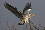Přípravy Volavky popelavé (Ardea cinerea) na hnízdění
