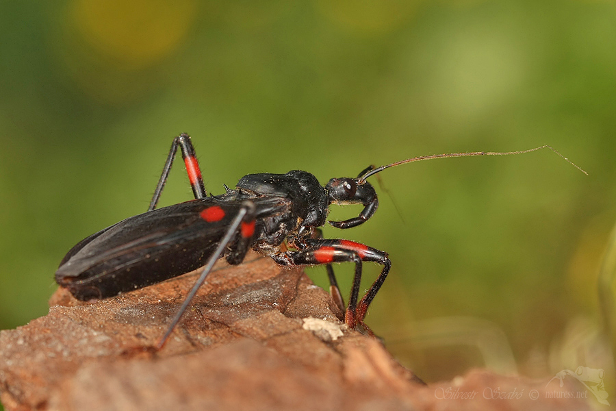 Z&aacute;keřnice (Platymeris biguttata)