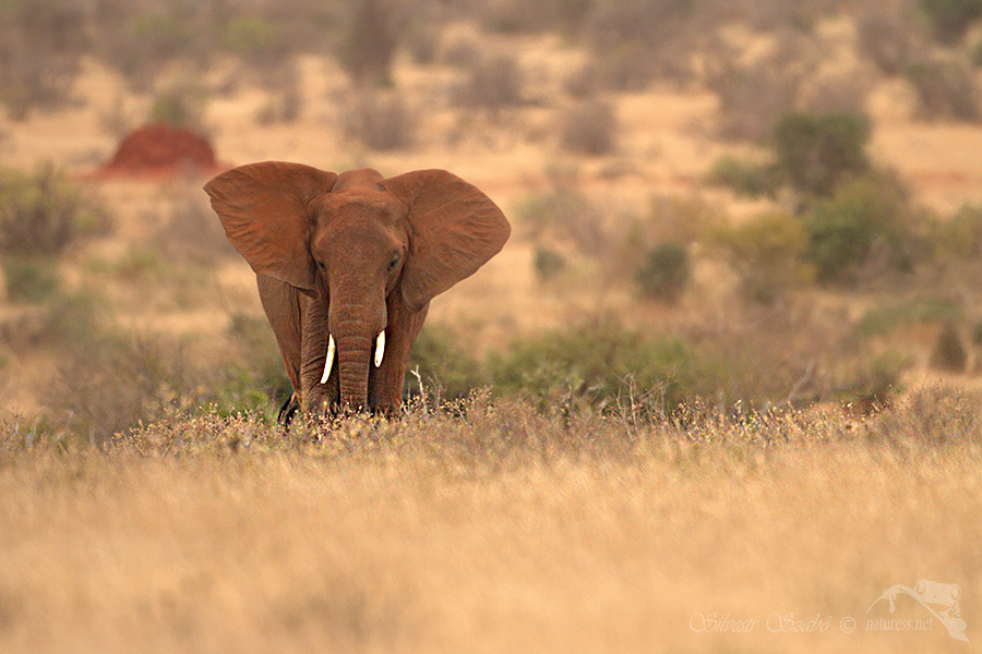 N&aacute;rodn&iacute; park Tsavo v&yacute;chod -Tsavo East National Park Kenya